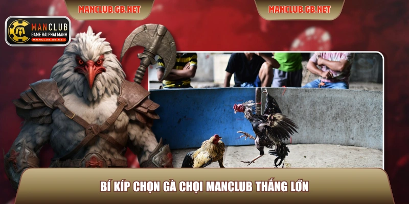 Chọn Gà Chọi ManClub - Hướng Dẫn Xem Tướng Gà Chuẩn Nhất 3 Bí kíp chọn gà chọi ManClub thắng lớn