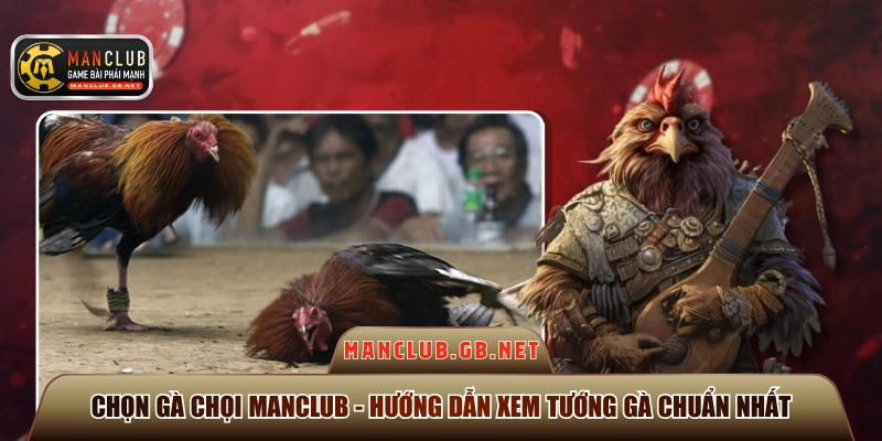 Chọn Gà Chọi ManClub - Hướng Dẫn Xem Tướng Gà Chuẩn Nhất 1 Chọn gà chọi Manclub