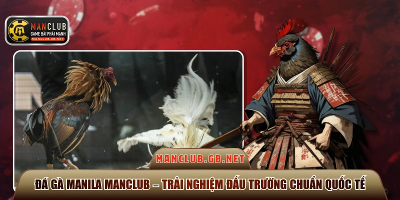 Đá Gà Manila ManClub – Trải Nghiệm Đấu Trường Chuẩn Quốc Tế 1 Đá gà Manila ManClub