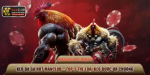 kèo đá gà hot Manclub