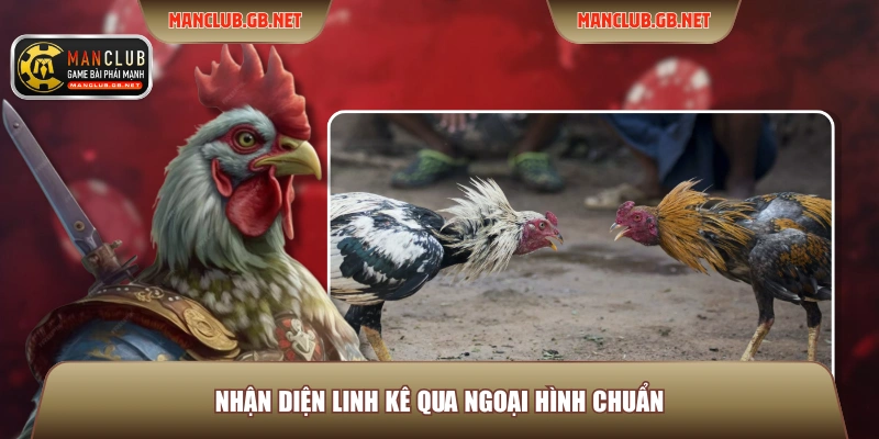 Chọn Gà Chọi ManClub - Hướng Dẫn Xem Tướng Gà Chuẩn Nhất 2 Nhận diện linh kê qua ngoại hình chuẩn