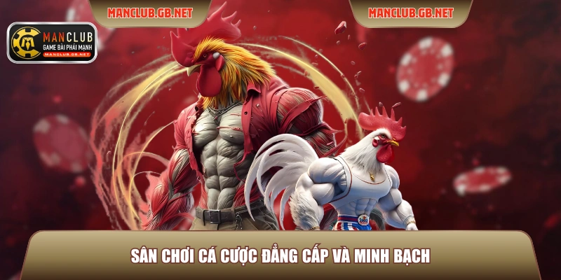 Soi Kèo Đá Gà Manclub Hiệu Quả Theo Kinh Nghiệm Dân Pro 2 Sân chơi cá cược đẳng cấp và minh bạch